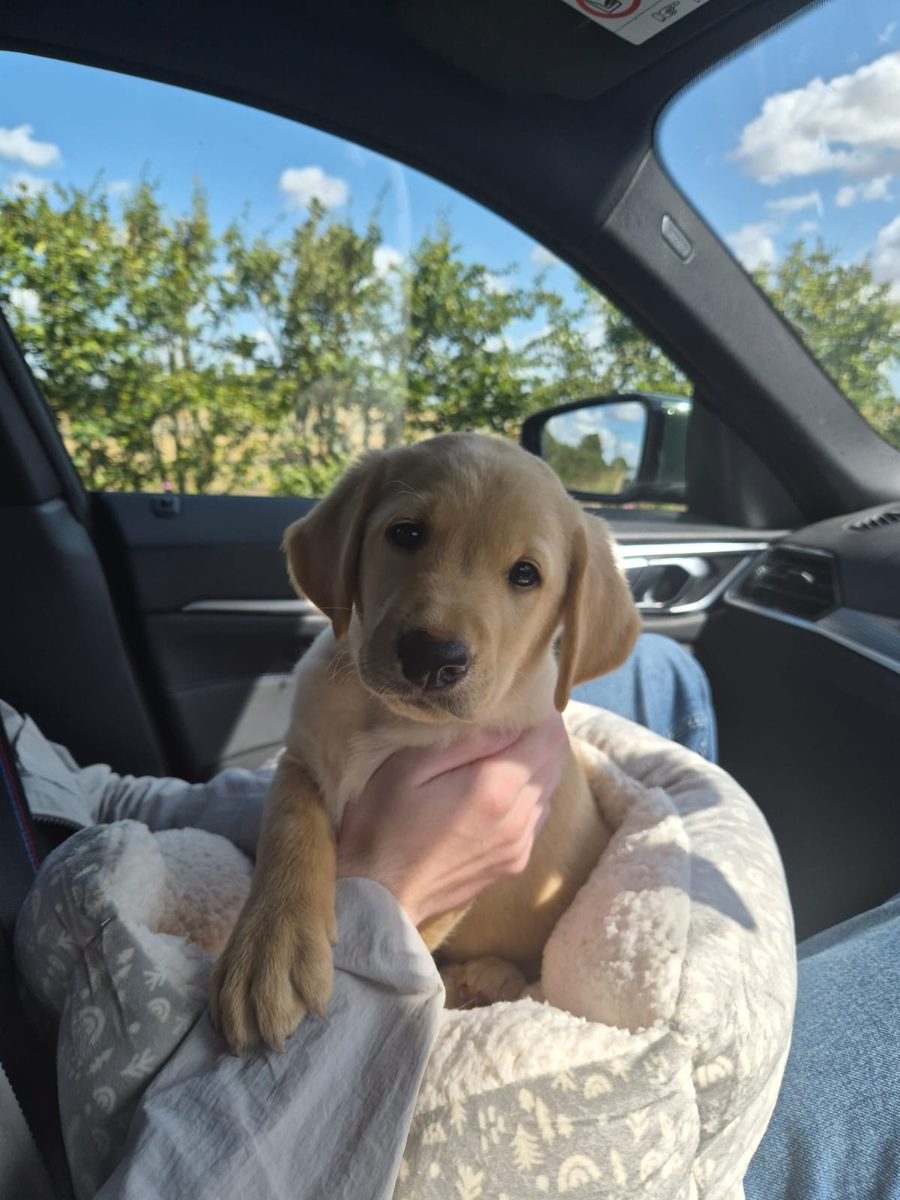 Charlie the Labrador puppy, snuggled in a cosy bed