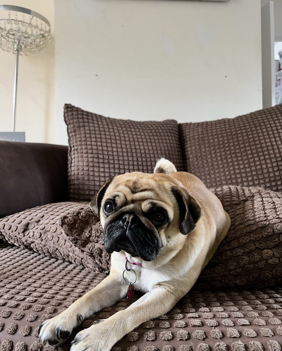 Mabel the Pug stretched out on the sofa